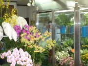 「吉川生花店」　（奈良県生駒郡斑鳩町）の花屋店舗写真1